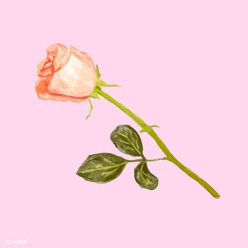 Illustration of drawing rose flower | Free stock vector - 77514