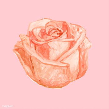 Illustration of drawing rose flower | Free stock vector - 77515