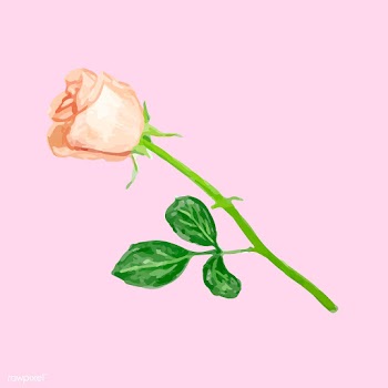 Illustration of drawing rose flower | Free stock vector - 77516
