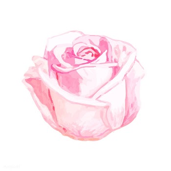 Illustration of drawing rose flower | Free stock vector - 77520