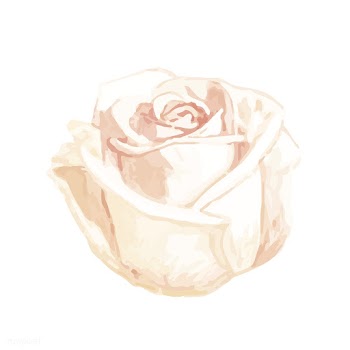 Illustration of drawing white rose flower | Free stock vector - 77464
