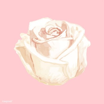 Illustration of drawing white rose flower | Free stock vector - 77466