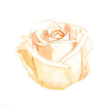 Illustration of drawing white rose flower | Free stock vector - 77467