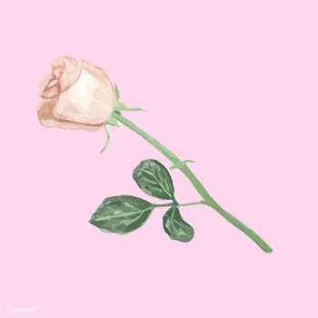 Illustration of drawing white rose flower | Free stock vector - 77472