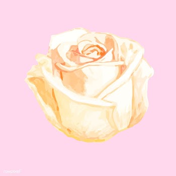 Illustration of drawing white rose flower | Free stock vector - 77481