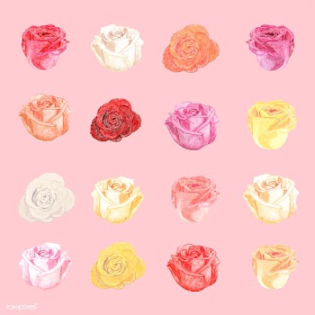 Illustration of drawing white rose flower | Free stock vector - 77485
