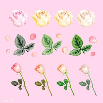 Illustration of drawing white rose flower | Free stock vector - 77500