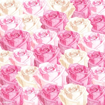 Illustration of drawing white rose flower | Free stock vector - 77501