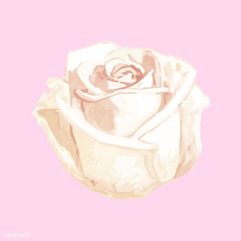 Illustration of drawing white rose flower | Free stock vector - 77508