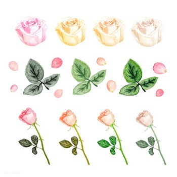 Illustration of drawing white rose flower | Free stock vector - 77509