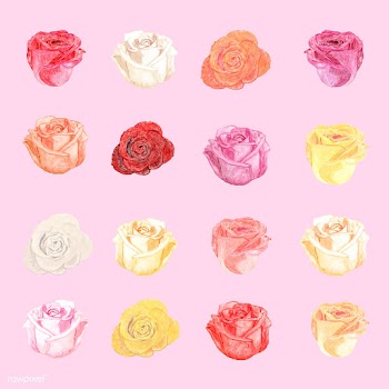 Illustration of drawing white rose flower | Free stock vector - 77512