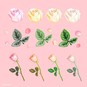 Illustration of drawing white rose flower | Free stock vector - 77519