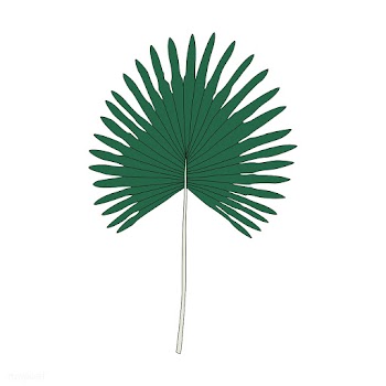 Illustration of fan palm leaf | Free stock vector - 418544