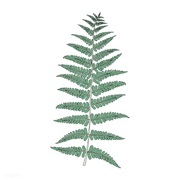Illustration of fern frond leaf | Free stock vector - 418547