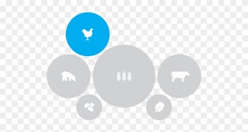 Illustration Of Food Types With Chicken Highlighted - Food