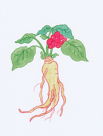 Illustration of Ginseng Plant with Berries