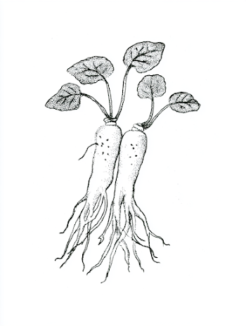 Illustration of Ginseng Root and Leaves