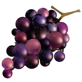 Illustration of grapes isolated on white back.. | Free stock vector - 83397