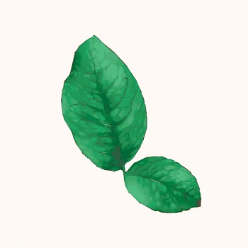 Illustration of green leaf watercolor style | Free stock vector - 388812