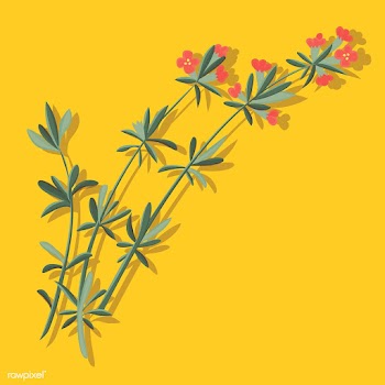 Illustration of house plants | Free stock vector - 390014