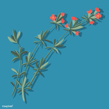 Illustration of house plants | Free stock vector - 390018