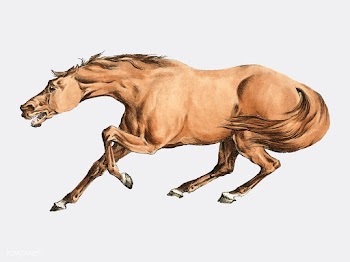 Illustration of light-brown horse from Sporti.. | Free stock vector - 471413