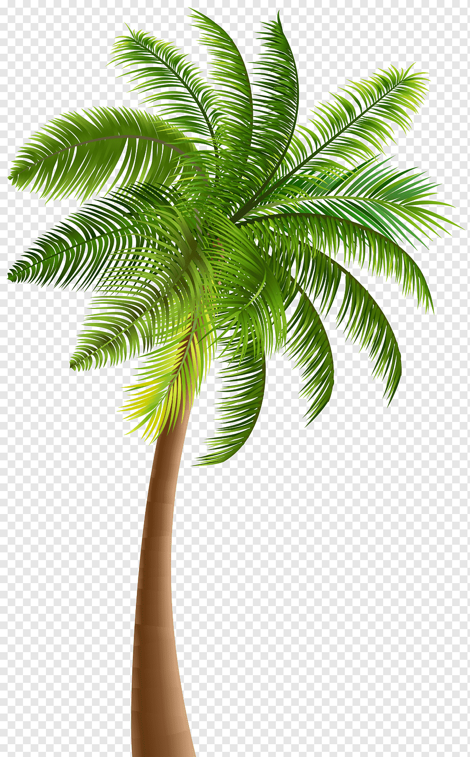 illustration of palm tree, Palm trees, Palm, leaf, plant Stem, palm Tree png