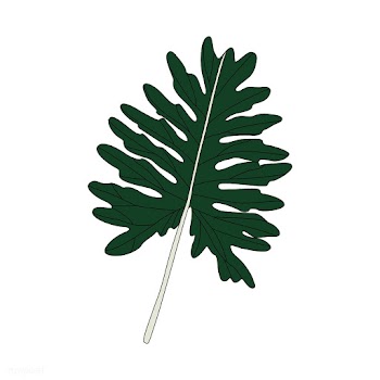 Illustration of Philodendron Xanadu leaf | Free stock vector - 418536