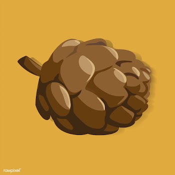Illustration of pine cone | Free stock vector - 390583