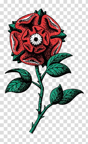 , illustration of red rose transparent background PNG clipart