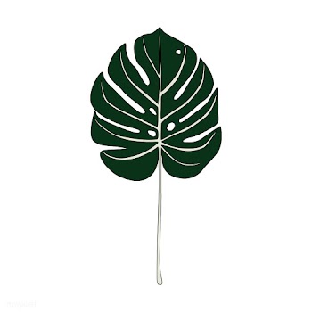 Illustration of split leaf philodendron | Free stock vector - 418543