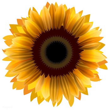Illustration of sunflower isolated on white b.. | Free stock vector - 83412