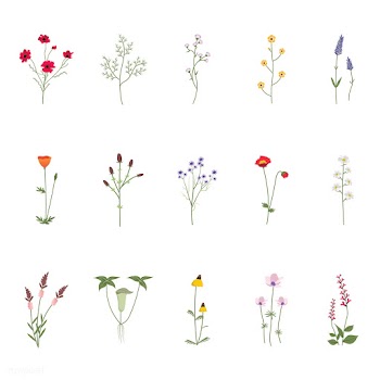 Illustration of wild flowers | Free stock vector - 4303