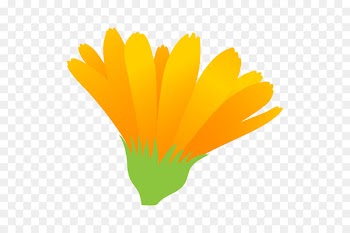 Illustration Petal Graphics English marigold Flower -  