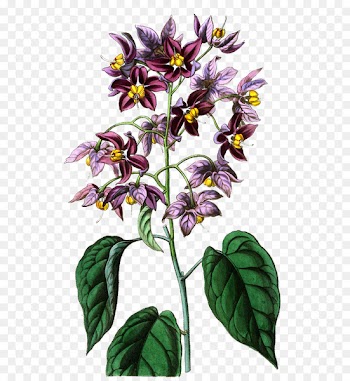 Illustration Portable Network Graphics Flower Image Clip art - flower drawings 