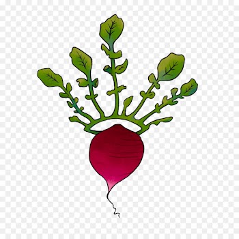 Illustration Radish Leaf Clip art Turnip - radishes stamp 