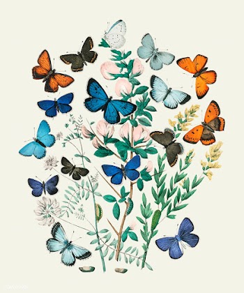 Illustrations from the book European Butterfl.. | Free stock vector - 471585