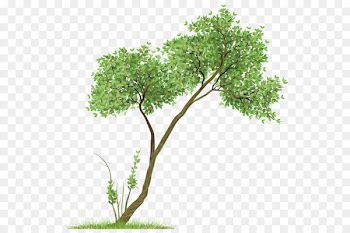 Image file formats Clip art - Transparent Tree PNG Clipart 
