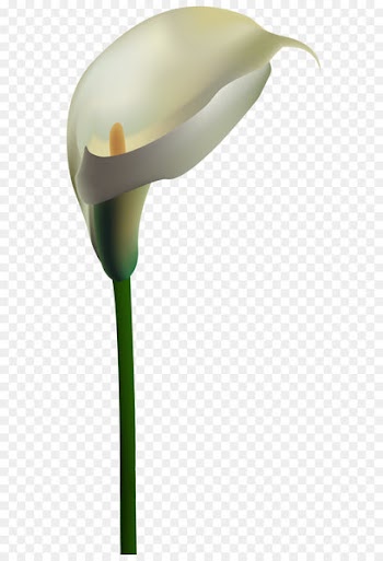 Image file formats Lossless compression - Calla Lily Transparent PNG Clip Art Image 