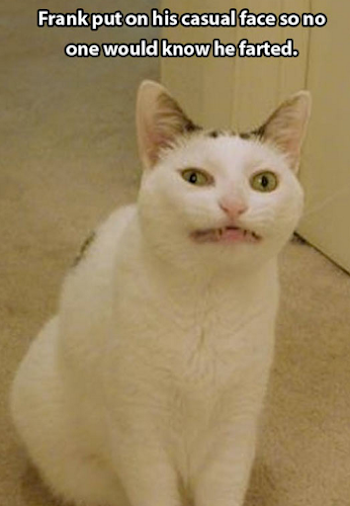 Image - Funny-cat-meme.png | Animal Jam Clans Wiki | FANDOM ...