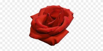 Image - Garden Roses