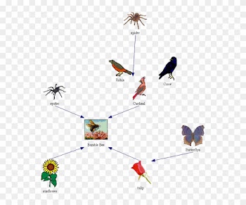 Image - Honey Bee Food Chain