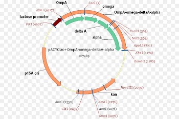 Image Keyword Tool Vector graphics Circle Angle - bacterial vector 