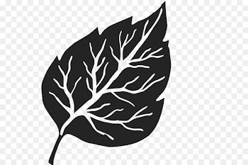 Image Leaf Portable Network Graphics White Twig - leaf 