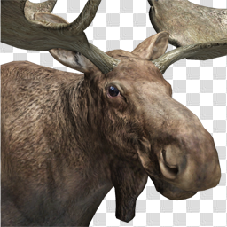 Image - Moose male common.png | The Hunter Wikia | FANDOM powered by ...
