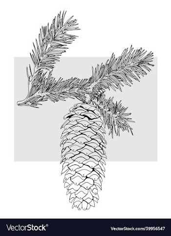 image of a christmas tree cone