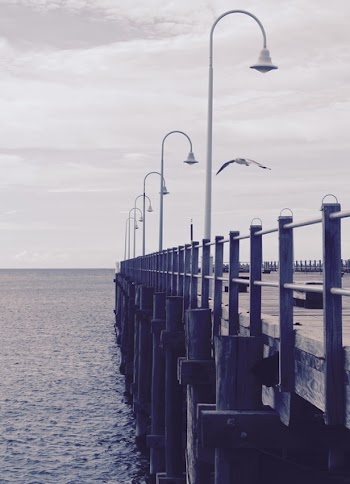 Image of Docking Pier With White Seagull Flying
