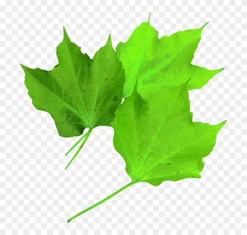 Image Of Maple Leaf 8, Buy Clip Art - Hoja Verde De Arce