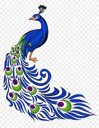 Image - Peacock Drawing With Colour