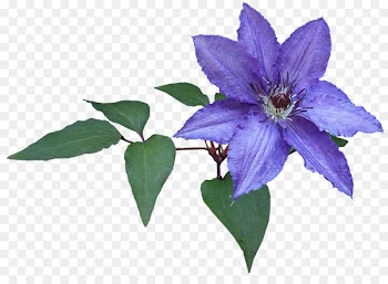 Image Photography Public domain Pixabay - clematis banner 